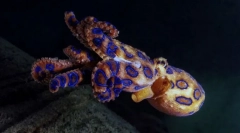 Synculic (unalmas alakú) octopus